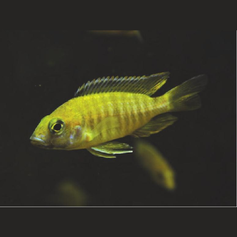 帝王魚(yú)圖片 帝王魚(yú)圖片 龍魚(yú)論壇 第23張