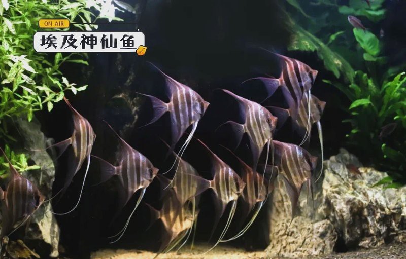 圣菲利佩埃及神仙魚能長多大