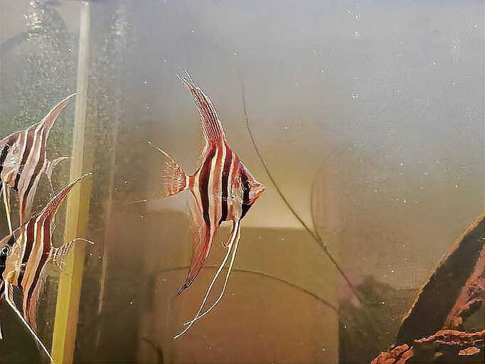 圣菲利佩埃及神仙魚能長多大