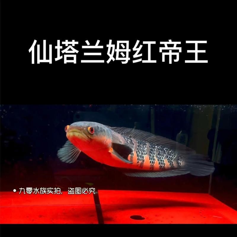 紅帝王雷龍魚圖片