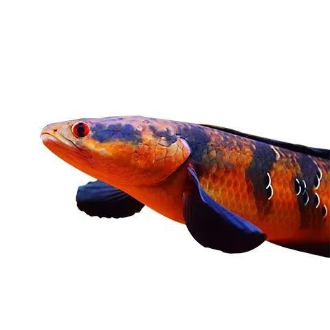 紅帝王雷龍魚圖片
