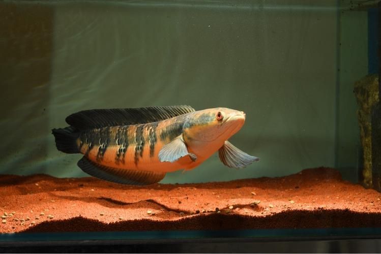 紅帝王雷龍魚圖片