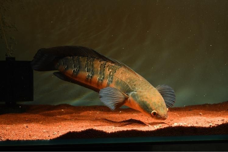 紅帝王雷龍魚圖片