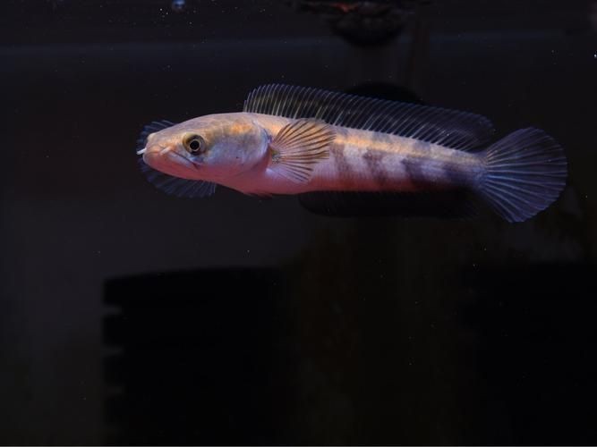 紅帝王雷龍魚圖片