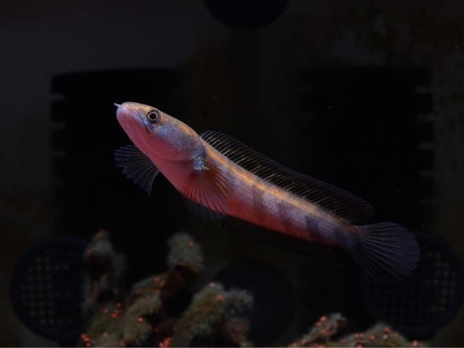 紅帝王雷龍魚圖片
