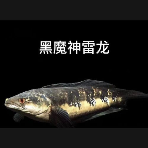 紅帝王雷龍魚圖片