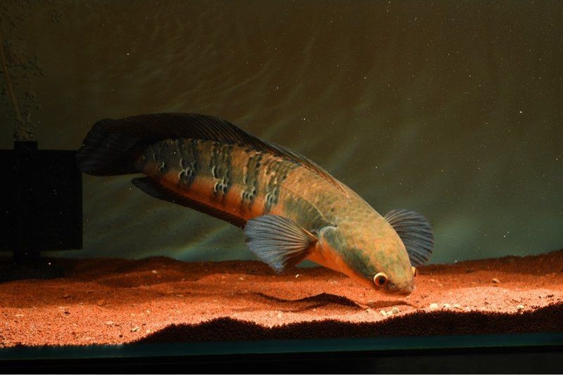 紅帝王雷龍魚圖片