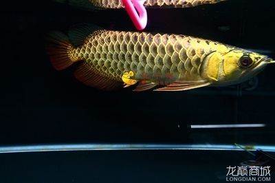 金龍魚大金頭是什么意思：金龍魚大金頭是什么意思金頭金龍魚大金頭是什么意思