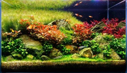 紅鯉魚的魚缸中放水草對水質的影響是什么水草對魚的影響：養魚新手入門指南 紅鯉魚的魚缸中放水草對水質的影響是什么水草對魚的影響：養魚新手入門指南 魚缸百科 第1張