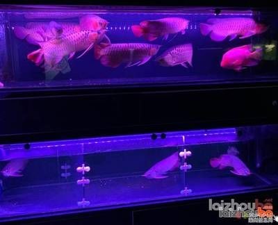 紅龍魚(yú)魚(yú)缸側(cè)燈放在什么位置【紅龍魚(yú)側(cè)燈的正確擺放方法】 紅龍魚(yú)魚(yú)缸側(cè)燈放在什么位置【紅龍魚(yú)側(cè)燈的正確擺放方法】 龍魚(yú)百科 第1張