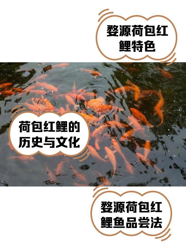 紅鯉魚的寓意和象征