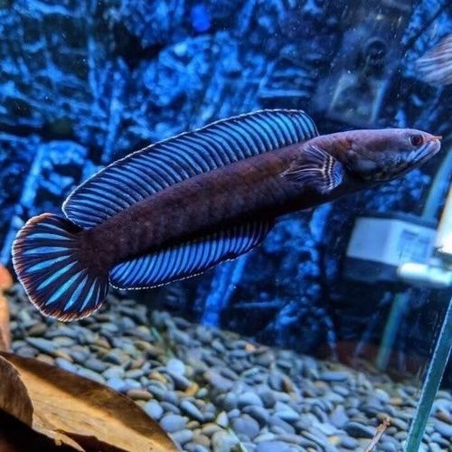 哪里可以購買到正宗的奶茶雷龍魚？