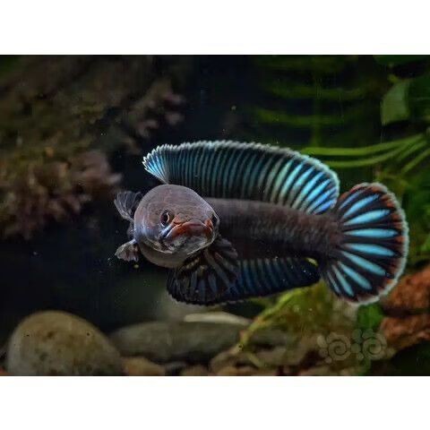 哪里可以購買到正宗的奶茶雷龍魚？