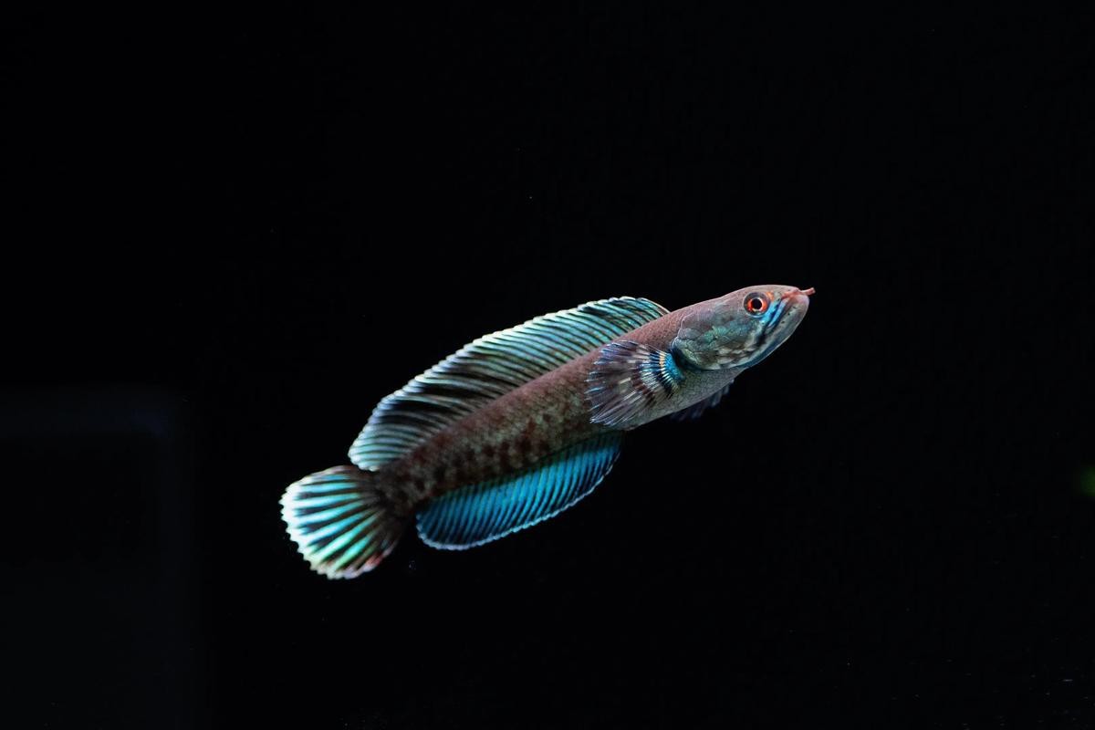 哪里可以購買到正宗的奶茶雷龍魚？