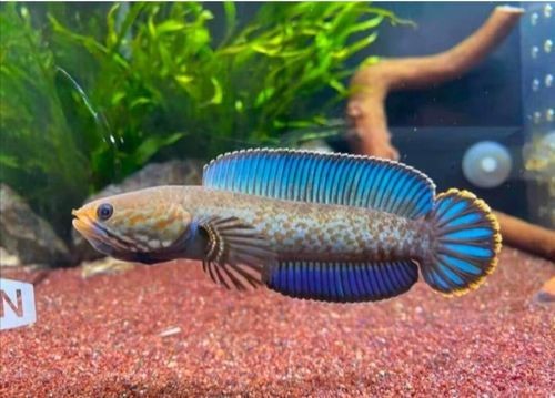 哪里可以購買到正宗的奶茶雷龍魚？