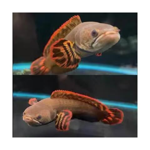 哪里可以購買到正宗的奶茶雷龍魚？