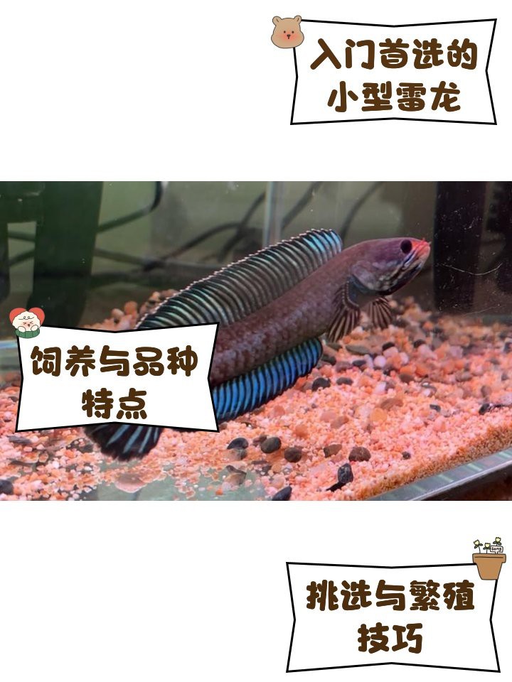 哪里可以購買到正宗的奶茶雷龍魚？