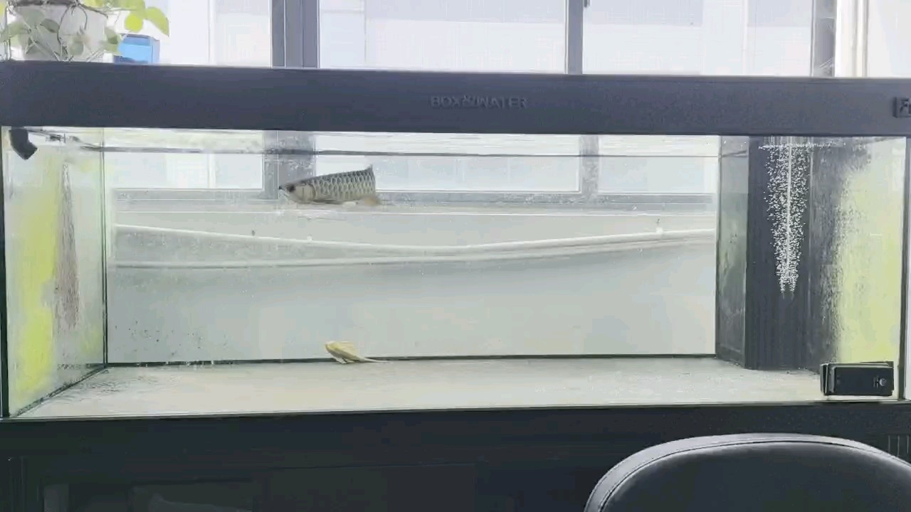 十分飽 十分飽 龍魚論壇