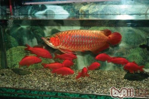 龍魚混養(yǎng)為什么一關(guān)燈就打架：如何判斷龍魚是否緊張