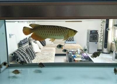 龍魚用加溫嗎：關于龍魚加溫的詳細信息
