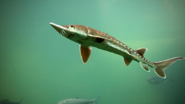 鯛魚對人體有害嗎