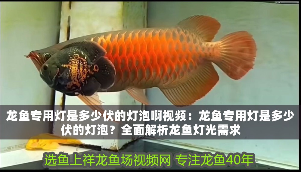 龍魚(yú)專(zhuān)用燈是多少伏的燈泡啊視頻：龍魚(yú)專(zhuān)用燈是多少伏的燈泡？全面解析龍魚(yú)燈光需求