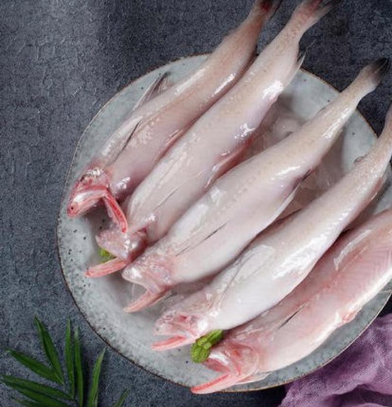 給我一些龍頭魚的圖片