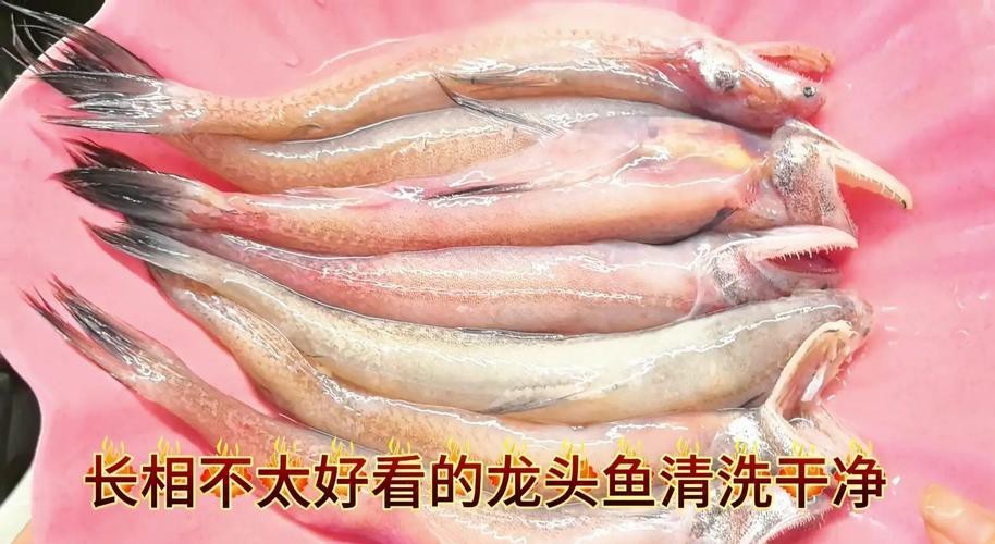 給我一些龍頭魚的圖片