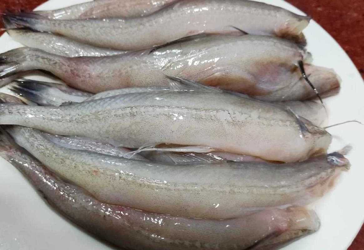 給我一些龍頭魚的圖片