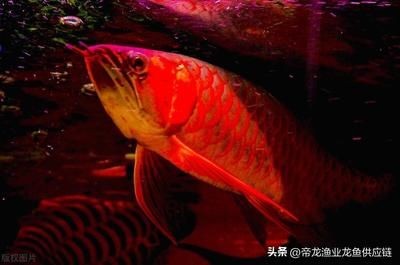 一條龍魚一個月開銷（養龍魚一個月的費用大概是多少？）