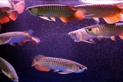 一條龍魚一個月開銷（養龍魚一個月的費用大概是多少？）