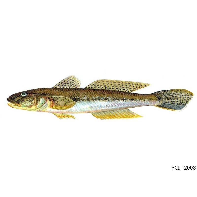 虎刺魚 龍魚論壇 第6張 虎刺魚 虎刺魚 龍魚論壇 第6張