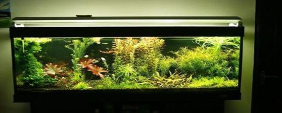 什么樣的魚缸水是正常的：如何測量魚缸水的ph值 什么樣的魚缸水是正常的：如何測量魚缸水的ph值 魚缸百科 第2張