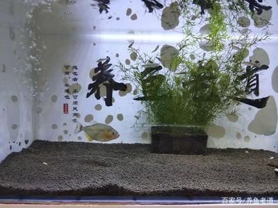什么樣的魚缸水是正常的：如何測量魚缸水的ph值 什么樣的魚缸水是正常的：如何測量魚缸水的ph值 魚缸百科 第1張