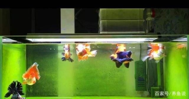 什么樣的魚缸水是正常的：如何測量魚缸水的ph值 什么樣的魚缸水是正常的：如何測量魚缸水的ph值 魚缸百科 第5張