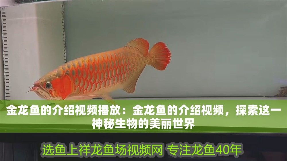 金龍魚的介紹視頻播放：金龍魚的介紹視頻，探索這一神秘生物的美麗世界