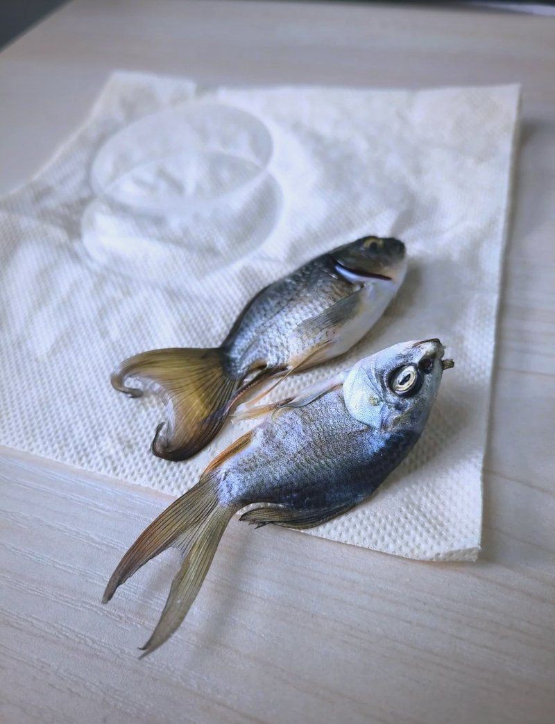 蝴蝶鯉死前征兆