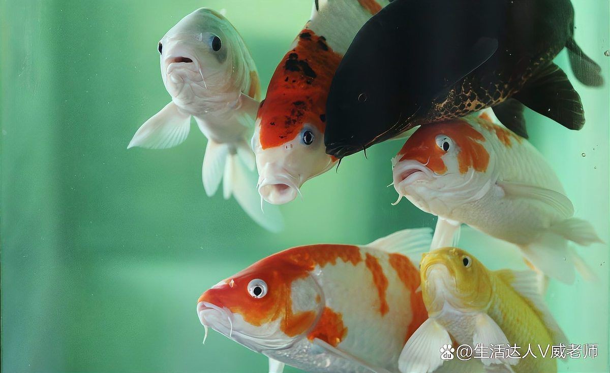 金龍魚的主人是否應該因為食物不夠而宰殺金龍魚，并沒有因小失大，一米長金龍魚多少錢一條圖片和一米長金龍魚多少錢一條圖片