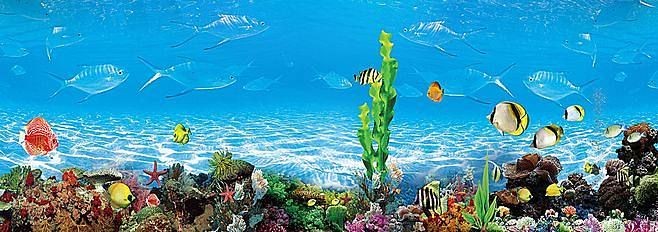 魚缸彩繪圖片：魚缸彩繪圖片素材1528507個性化魚缸設計圖片素材