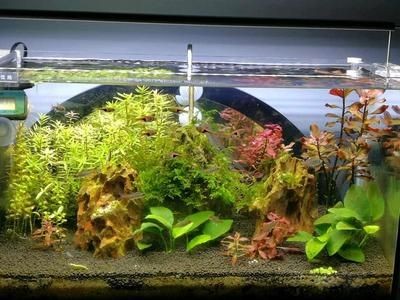 國內一線品牌魚缸