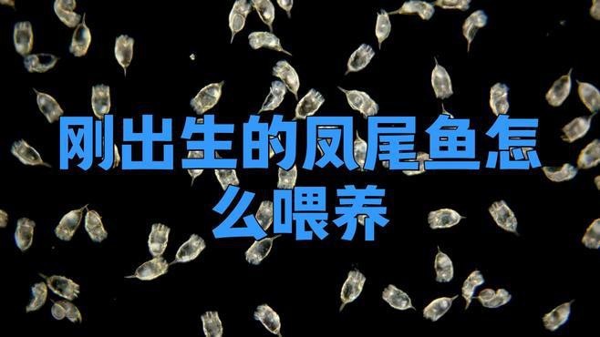 鳳尾魚三天喂一次行嗎