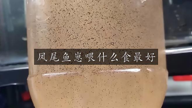 鳳尾魚三天喂一次行嗎