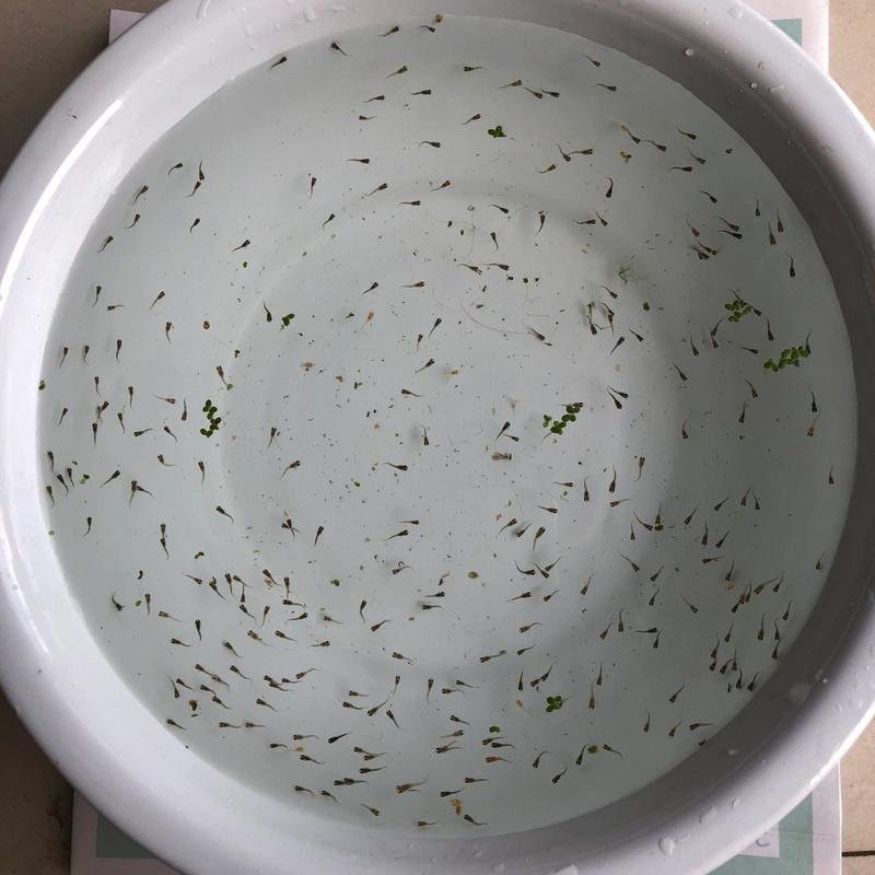 鳳尾魚三天喂一次行嗎