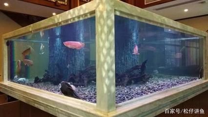 國外土豪家中的巨型魚缸造景，100噸水體超級南美缸：南美魚缸造景的藝術與科學