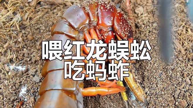 紅龍蜈蚣與黑龍蜈蚣的戰(zhàn)斗結(jié)果如何？ 紅龍蜈蚣與黑龍蜈蚣的戰(zhàn)斗結(jié)果如何？ 龍魚百科 第3張
