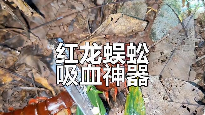 紅龍蜈蚣與黑龍蜈蚣的戰(zhàn)斗結(jié)果如何？ 紅龍蜈蚣與黑龍蜈蚣的戰(zhàn)斗結(jié)果如何？ 龍魚百科 第4張