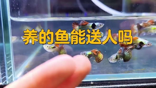 長城杯世界龍魚錦標賽美麗的世界作文2，美麗的世界作文