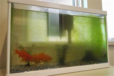 化州哪里有魚(yú)缸買(mǎi)（化州市水產(chǎn)品市場(chǎng)）