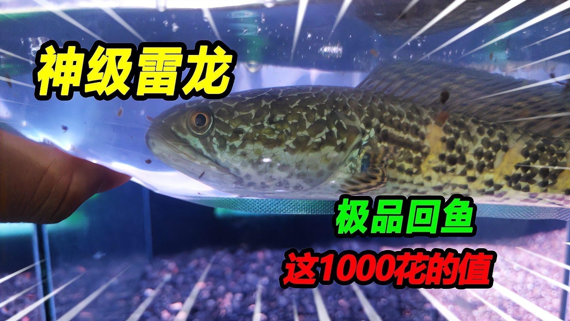 飼養雷龍魚
