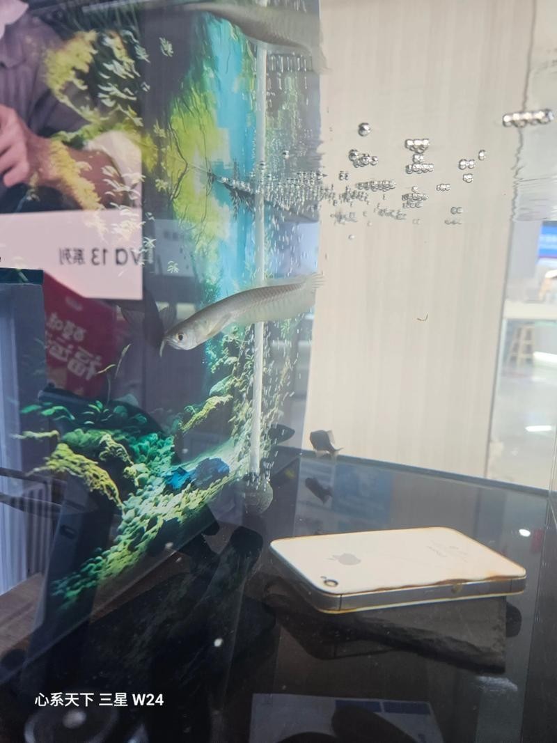 銀龍魚的養殖方法和注意事項視頻教學大全圖片 龍魚百科 第16張 銀龍魚的養殖方法和注意事項視頻教學大全圖片 銀龍魚的養殖方法和注意事項視頻教學大全圖片 龍魚百科 第16張